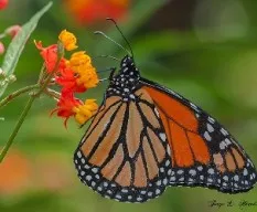 Danaus plexippus