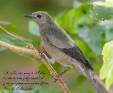 Thraupidae thraupis palmarum 