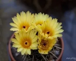 Otras flores de cactus!!