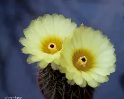 Otras flores de cactus!!