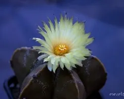 Otras flores de cactus!!