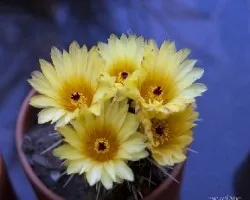 Otras flores de cactus!!