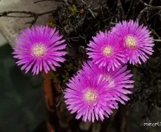Lampranthus roseus 