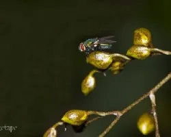 Mosca en las orquideas!!