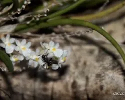 Hormiga en la capanemia superflua