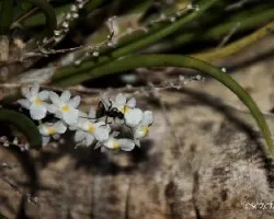 Hormiga en la capanemia superflua