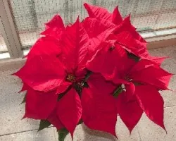 Euphorbia pulcherrima