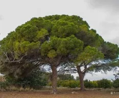 Pinus pinea