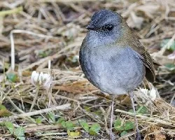 Catharus gracilirostris