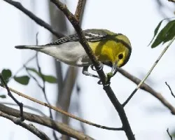 Vireo flavifrons