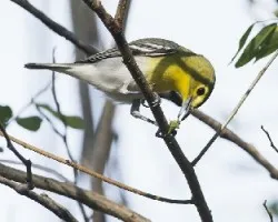 Vireo flavifrons