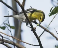 Vireo flavifrons
