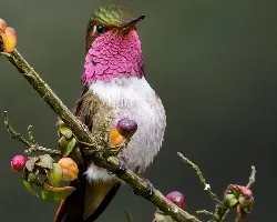 Selasphorus flammula