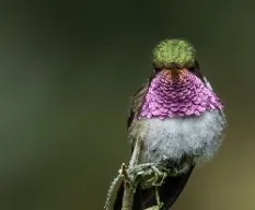 Selasphorus flammula