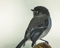 Empidonax atriceps