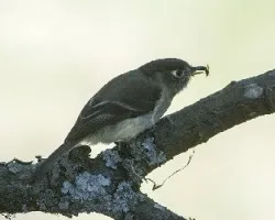 Empidonax atriceps
