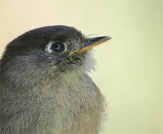Empidonax atriceps