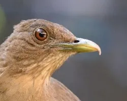 Turdus grayi