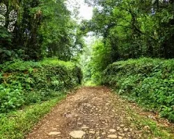 Caminos verdes