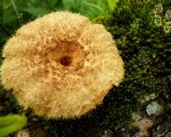 Hongo velludo