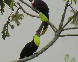 Ramphastos ambiguus