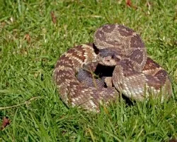Crotalus molossus