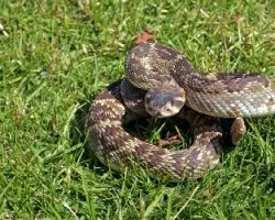 Crotalus molossus