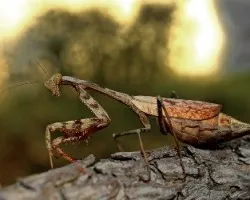 Mantidae