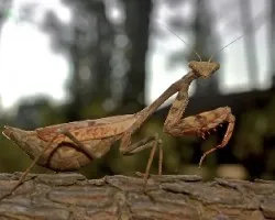 Mantidae