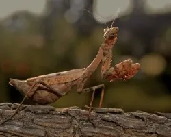 Mantidae