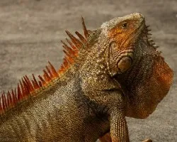 Iguana iguana