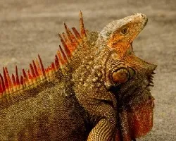 Iguana iguana