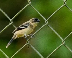 Sporophila torqueola