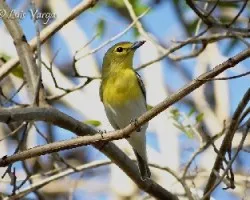 Vireo flavifrons