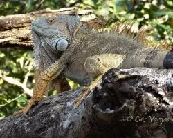 Iguana iguana