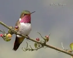 Selasphorus flammula