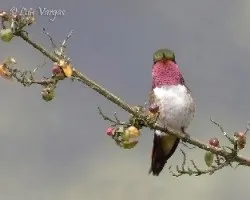 Selasphorus flammula
