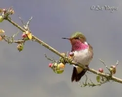 Selasphorus flammula