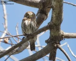 Glaucidium brasilianum
