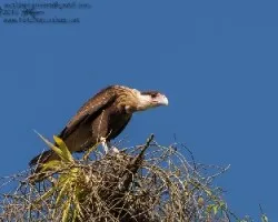 Caracara cheriway