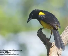 Icterus prosthemelas