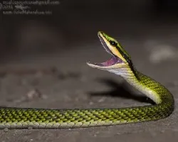 Leptophis nebulosus