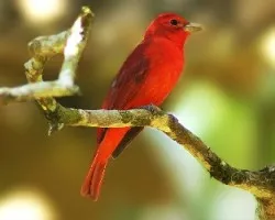 Piranga rubra