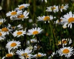 Campo de margaritas i