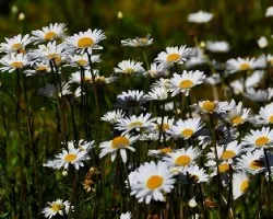 Campo de margaritas ii