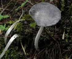 Coprinus sp