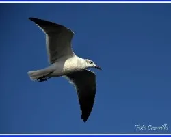 Leucophaeus atricilla