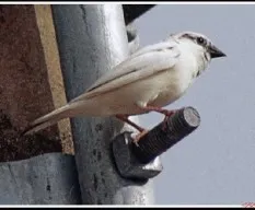 Passer domesticus