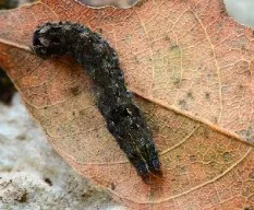 Larva en hoja