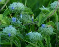 Jacquemontia tamnifolia 